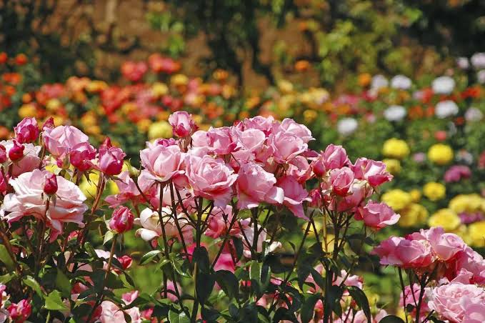 colourfull blossoms in botanical garden,munnar